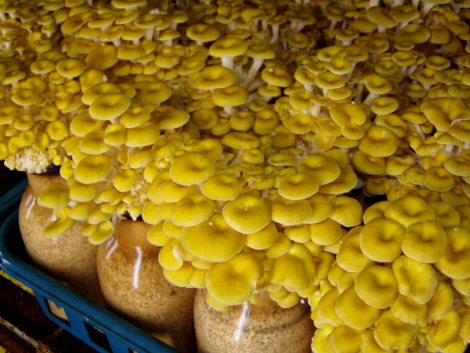 圖片關(guān)鍵詞 http://m.ncys.com.cn/ewebeditor/uploadfile/20171009104138453001.png