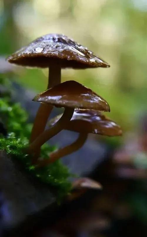 國(guó)家蘑菇地理：中國(guó)哪里的蘑菇最好吃？