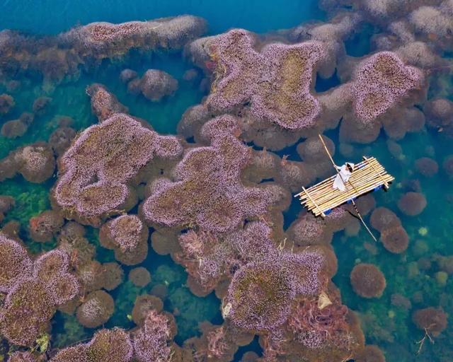 國(guó)家蘑菇地理：中國(guó)哪里的蘑菇最好吃？