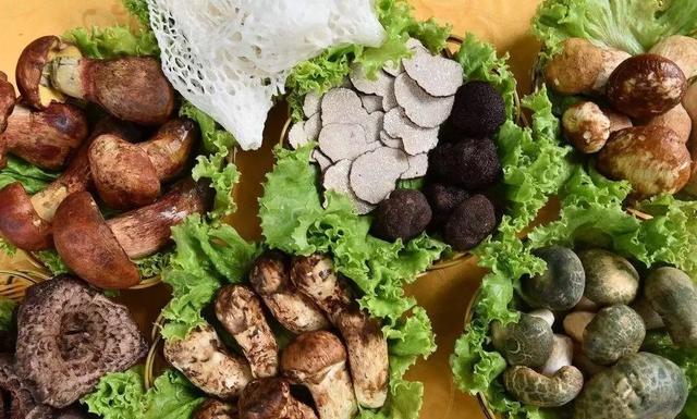 國(guó)家蘑菇地理：中國(guó)哪里的蘑菇最好吃？