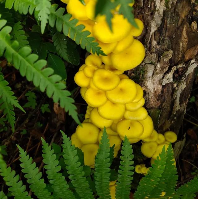 國(guó)家蘑菇地理：中國(guó)哪里的蘑菇最好吃？