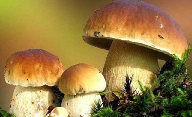 國(guó)家蘑菇地理：中國(guó)哪里的蘑菇最好吃？
