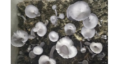 行業(yè)動(dòng)態(tài)